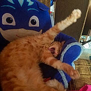 Bugger Butt joined the competition — help win amazing prizes! cat, orange_tabby, stretching, yawning, plush_chair, blue_chair, indoor, furniture, cozy, pet, animal, whiskers, fur, paw, relaxing, cute, mouth_open, claws, home, sleepy