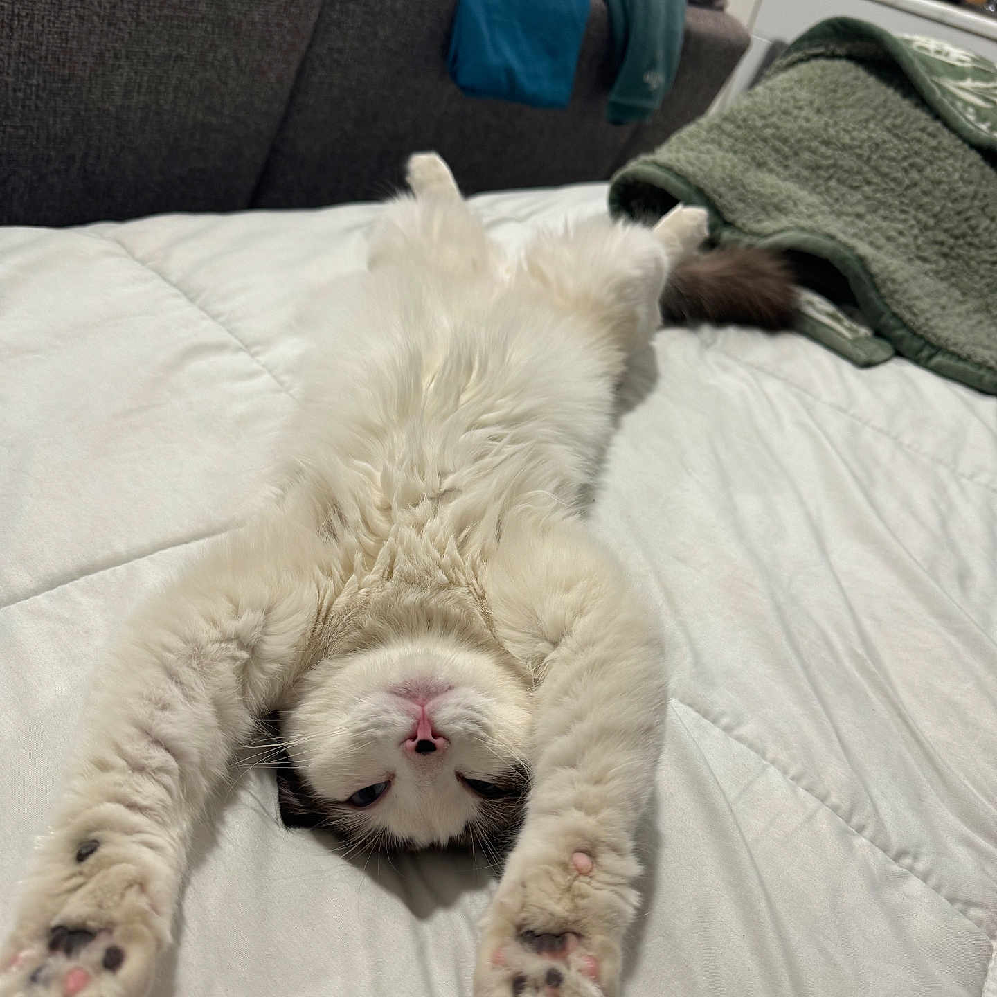 Nala is registered to the contest to win money with this photo: animal, architecture, bed, bedroom, blanket, building, cat, couch, cushion, furniture, homedecor, indoors, kitten, linen, manx, person, pet, quilt, room, sleeping