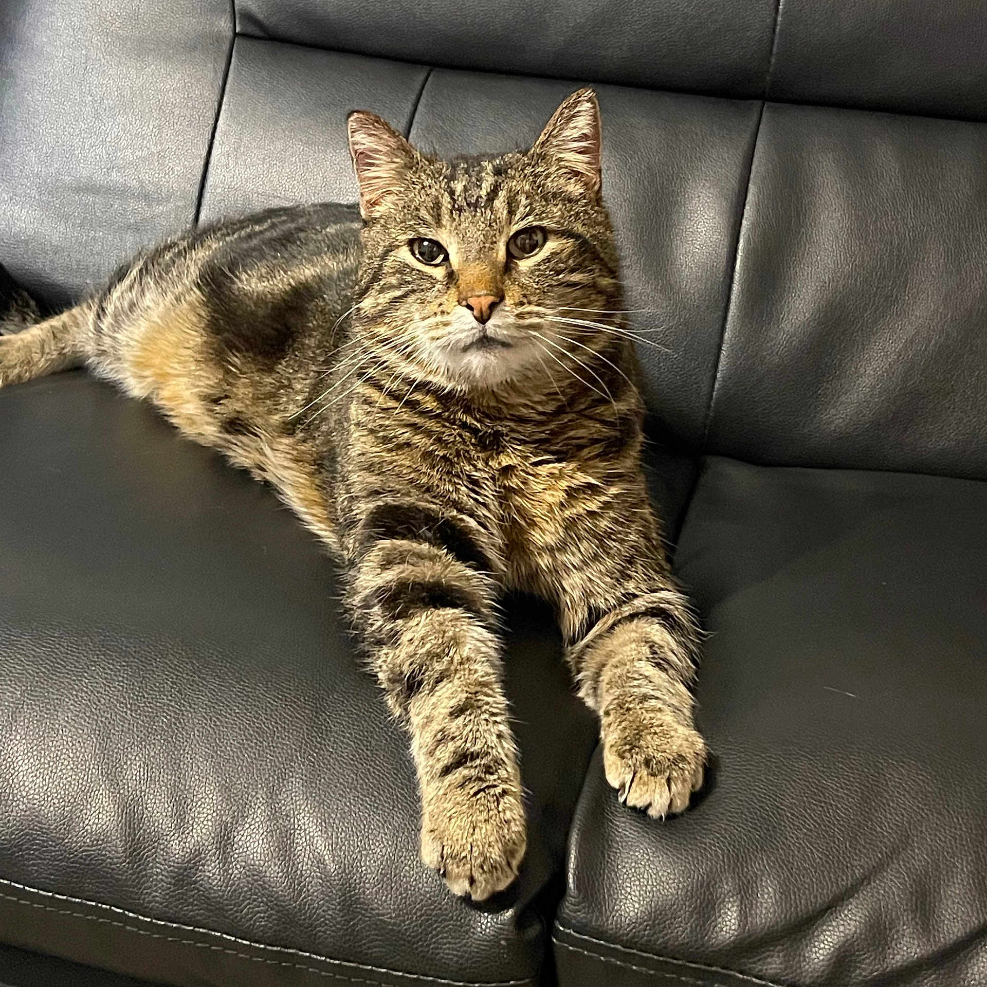 Husker Basa is registered to the contest to win money with this photo: cat, tabby, feline, pet, animal, indoor, leather_couch, relaxed, resting, fur, whiskers, front_paws, looking_at_camera, seated, domestic_cat, home, comfortable, striped, mammal, cute