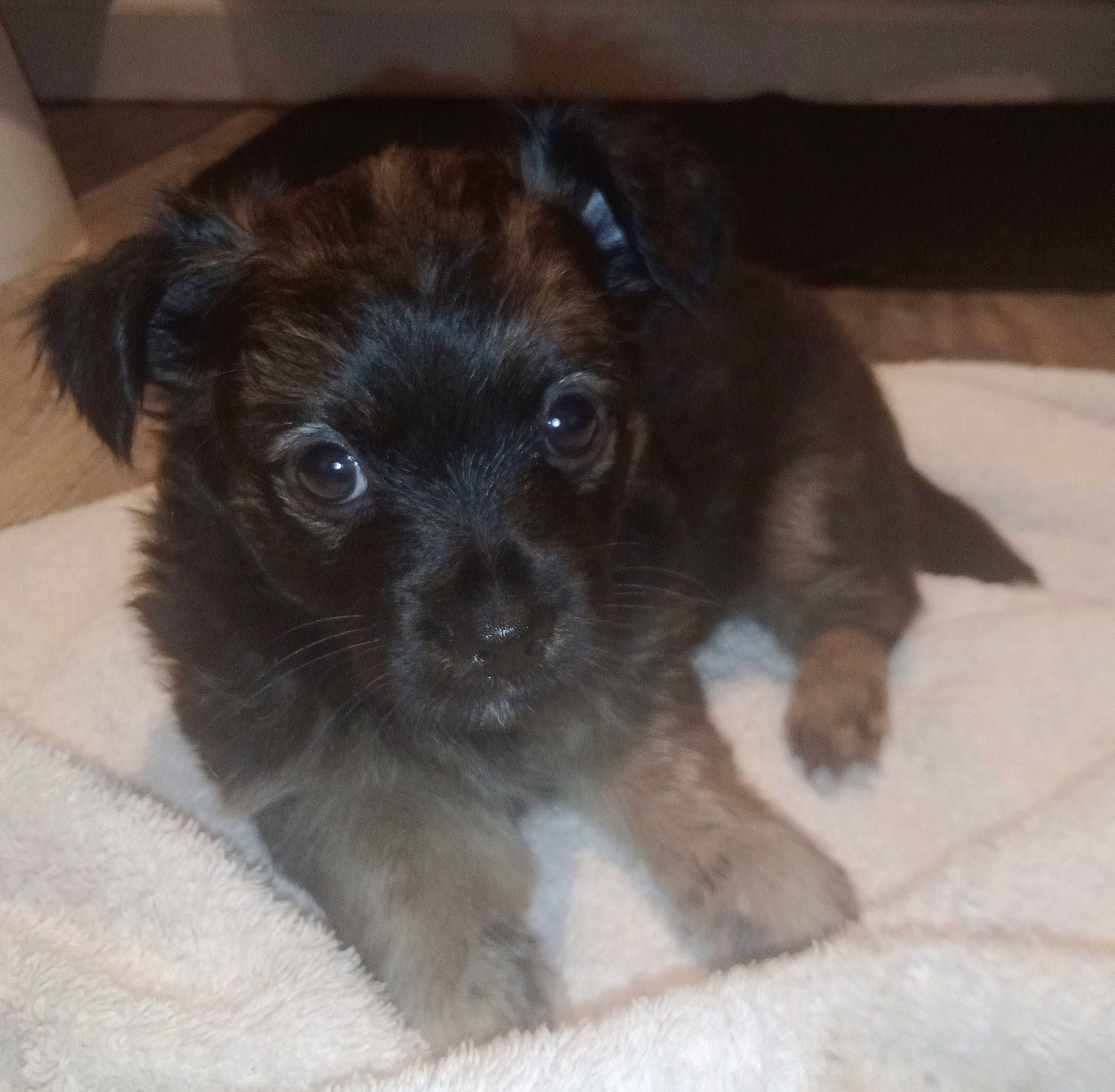 Handsome is registered to the contest to win money with this photo: canidae, carnivore, companion_dog, dog, dog_breed, eye, fawn, fur, liver, non_sporting_group, puppy, small_terrier, snout, sporting_group, terrestrial_animal, toy_dog, whiskers, working_animal