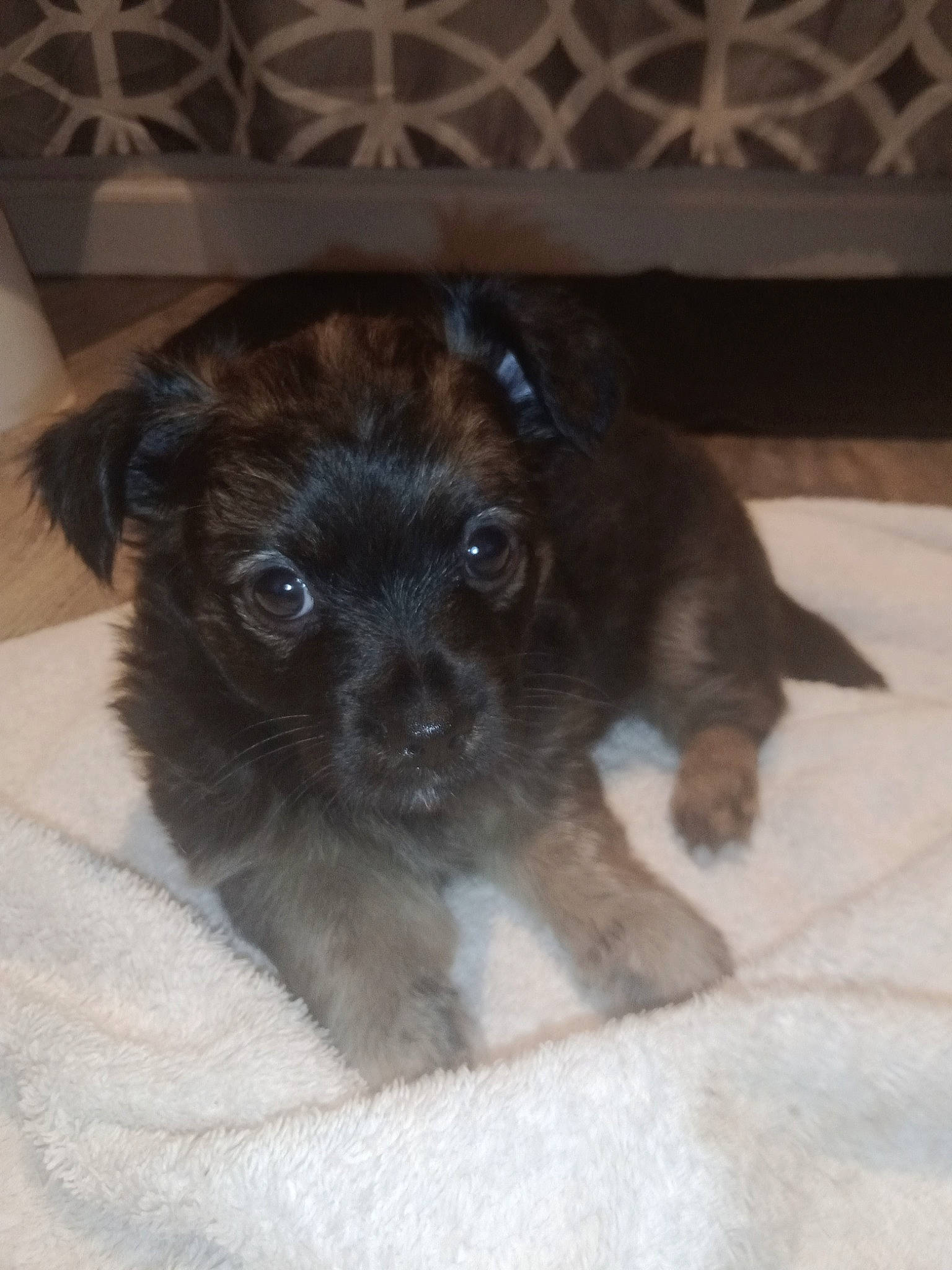 Handsome is registered to the contest to win money with this photo: canidae, carnivore, claw, companion_dog, dog, dog_breed, dog_supply, eye, fawn, fur, liver, non_sporting_group, paw, puppy, small_terrier, terrestrial_animal, terrier, toy_dog, whiskers, working_animal