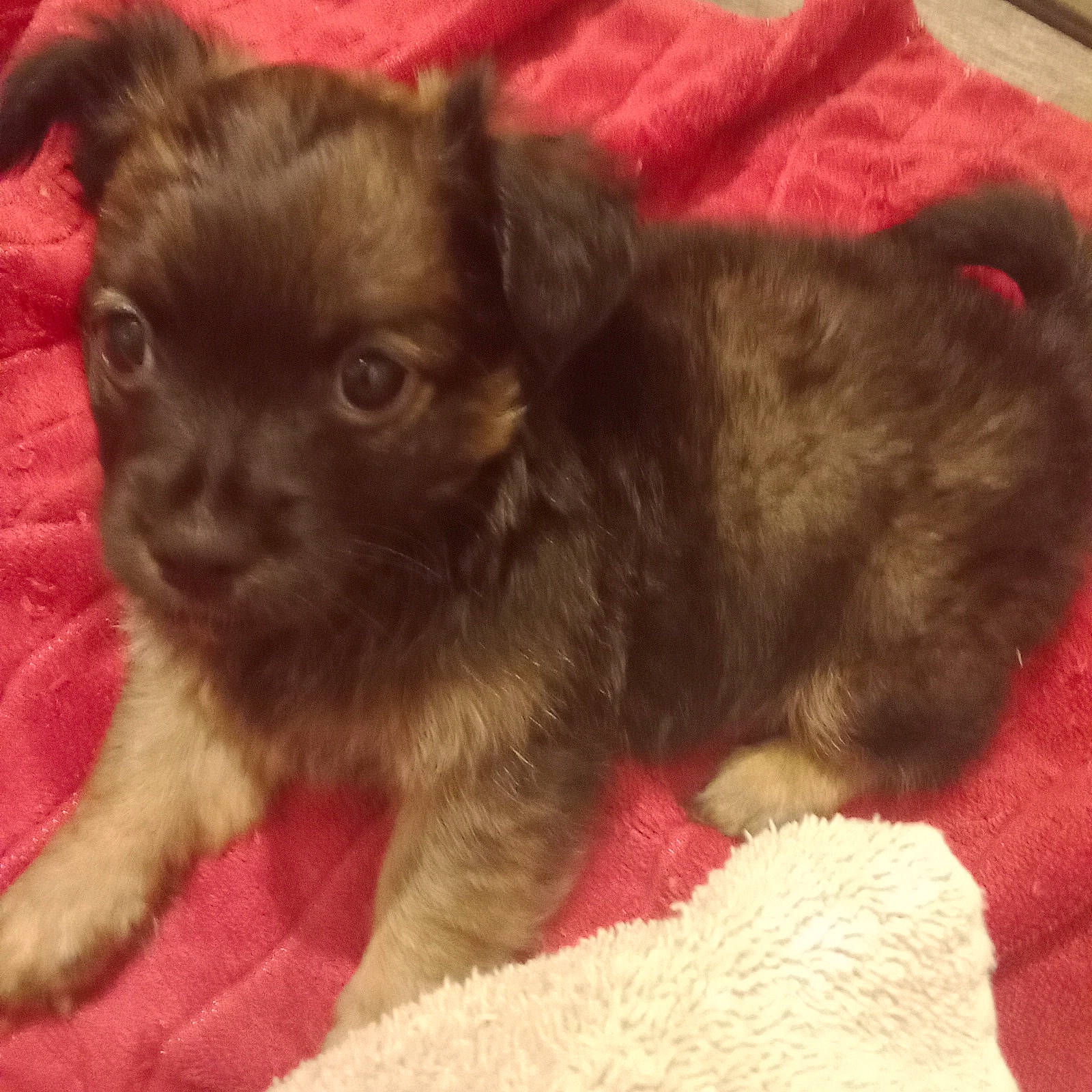 Handsome joined the competition — help win amazing prizes! canidae, carnivore, chihuahua, companion_dog, dog, dog_breed, dog_supply, fawn, fur, liver, non_sporting_group, paw, pet_supply, puppy, snout, sporting_group, toy_dog, whiskers, working_animal