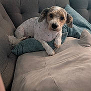 Butter Ball is registered to the contest to win money with this photo: dog, couch, pillow, pet, indoor, resting, fur, cute, animal, teal_cushion, window, blinds, cozy, relaxed, white_fur, brown_fur, looking, front_paws, living_room, soft_lighting
