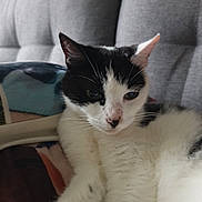 Zoé a rejoint le concours — aidez-le/la à gagner de superbes lots ! animal, black_and_white, calm, cat, closeup, comfortable, couch, cozy, cute, domestic, feline, fur, indoor, laying, pet, portrait, relaxed, resting, sofa, whiskers