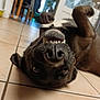 dog, pet, indoor, floor, tile_floor, lying_down, playful, smiling, teeth, canine, brown_fur, upside_down, close_up, household, room, doorway, furniture, domestic_animal, funny_expression, animal