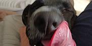 Nina a rejoint le concours — aidez-le/la à gagner de superbes lots ! dog, black_dog, tongue, licking, close_up, blurry, indoor, hand, teeth, nose, pet, canine, cute, animal, playful, furniture, living_room, soft_lighting, friendly, happy