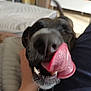 dog, black_dog, tongue, licking, close_up, blurry, indoor, hand, teeth, nose, pet, canine, cute, animal, playful, furniture, living_room, soft_lighting, friendly, happy