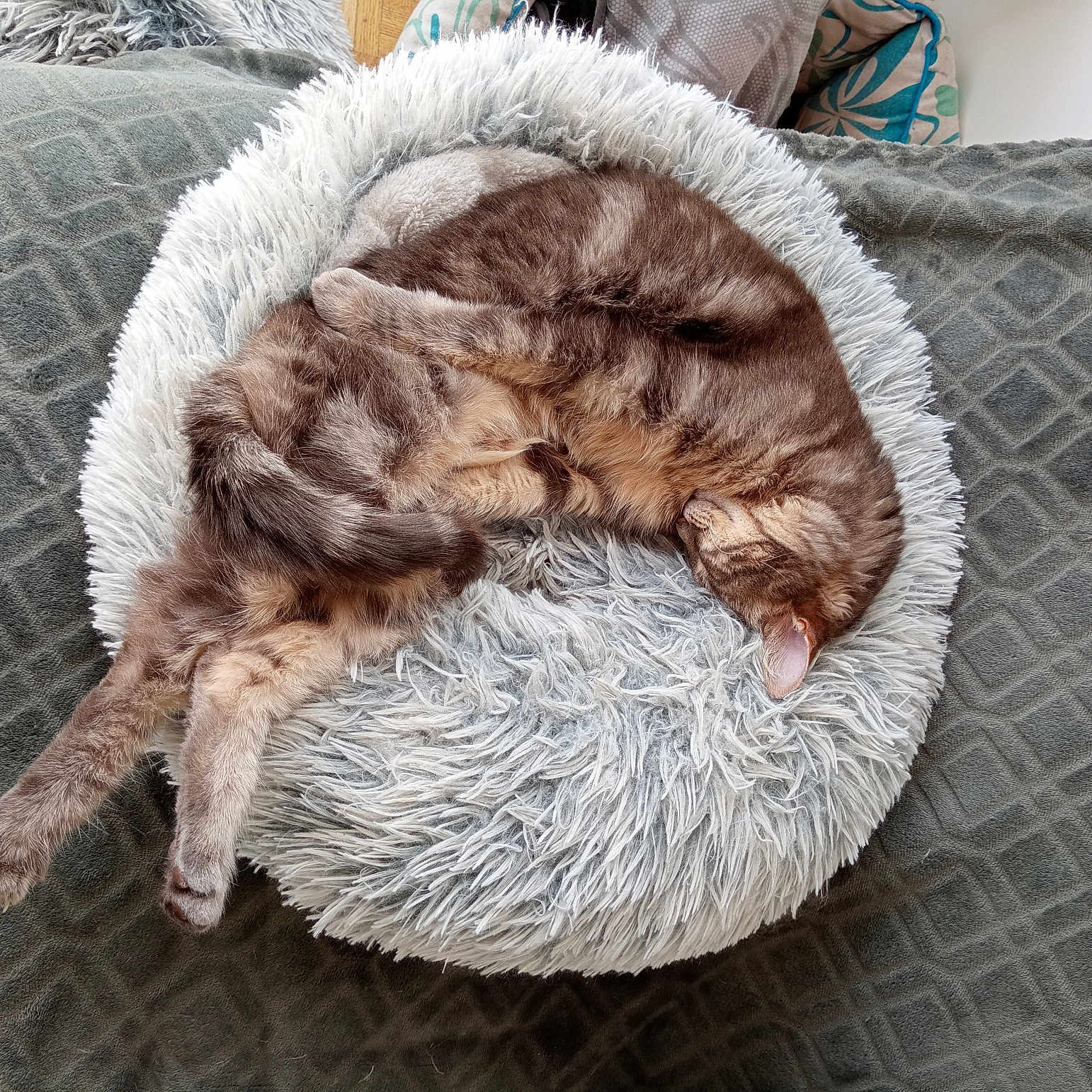 Chakira