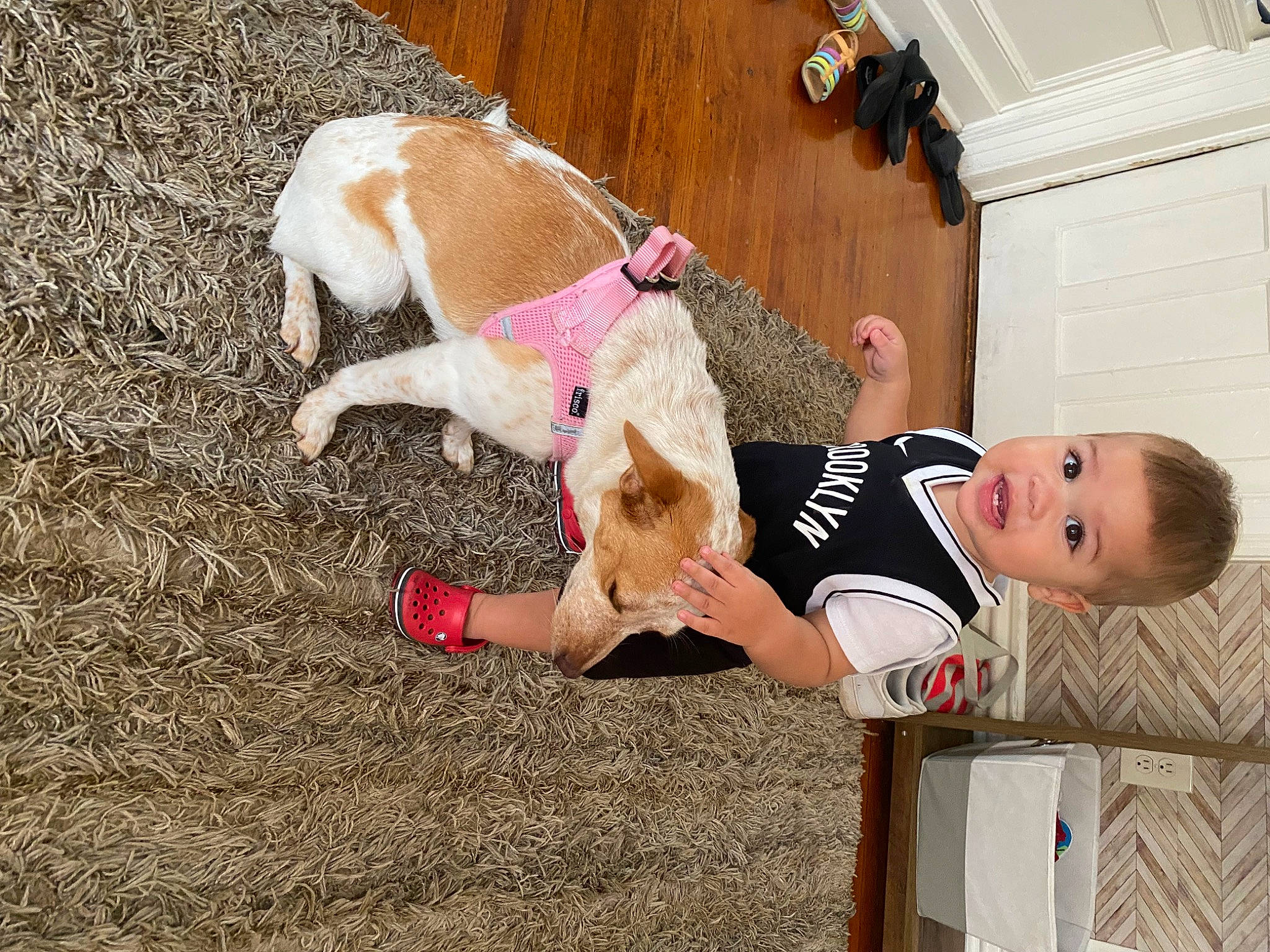 Kamden joined the competition — help win amazing prizes! baby, canidae, carnivore, collar, companion_dog, dog, dog_breed, dog_collar, dog_supply, fawn, happy, leash, leisure, mammal, person, pet_supply, sock, sporting_group, tail, thigh