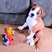 Buddy is registered to the contest to win money with this photo: puppy, dog, toy, carpet, indoor, brown, white, sitting, pet, animal, couch, plastic_toy, floor, young, cute, small, domestic_animal, furniture, playful, household