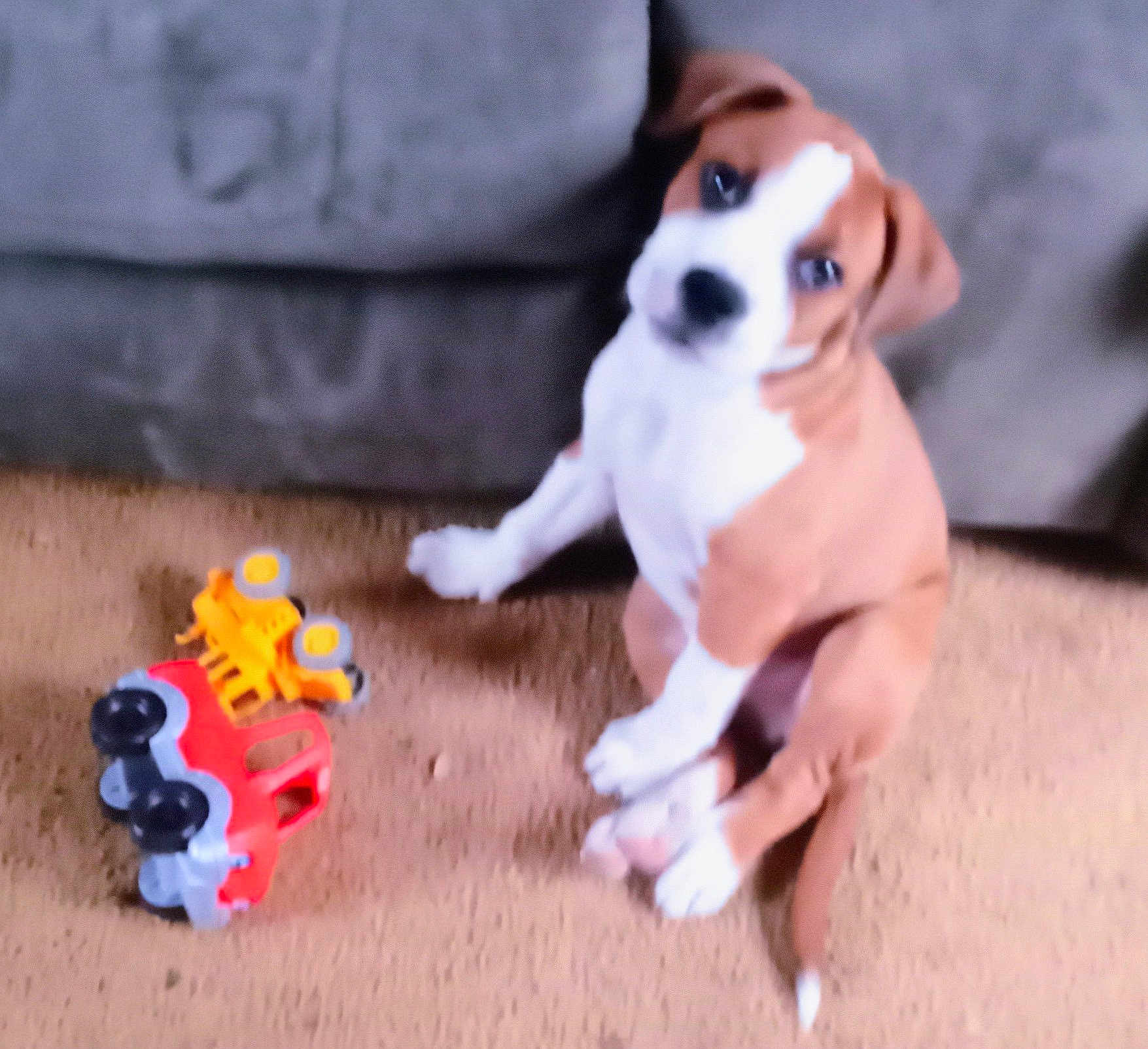 Buddy is registered to the contest to win money with this photo: puppy, dog, toy, carpet, indoor, brown, white, sitting, pet, animal, couch, plastic_toy, floor, young, cute, small, domestic_animal, furniture, playful, household