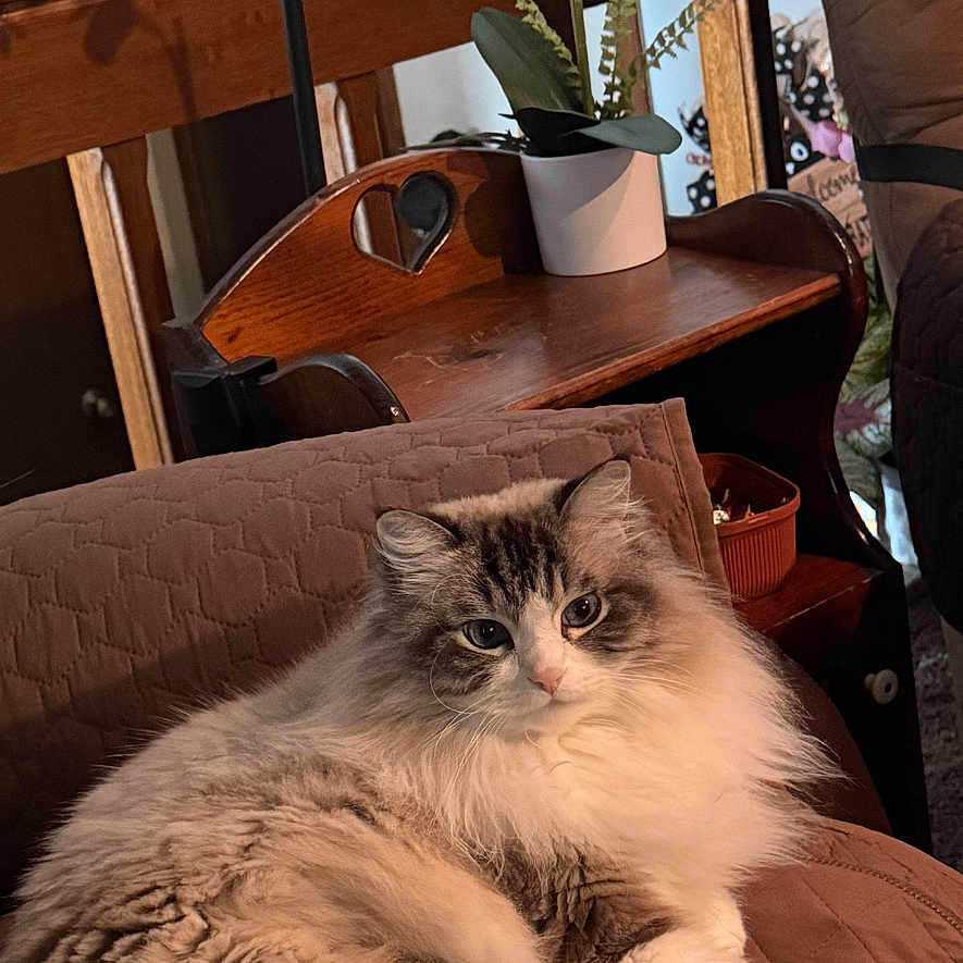 Micki joined the competition — help win amazing prizes! animal, cat, cozy, cute, domestic, face, fluffy, fur, furniture, home, indoor, lounging, orchid, pet, potted_plant, quilted_blanket, relaxed, tail, whiskers, wooden_shelf