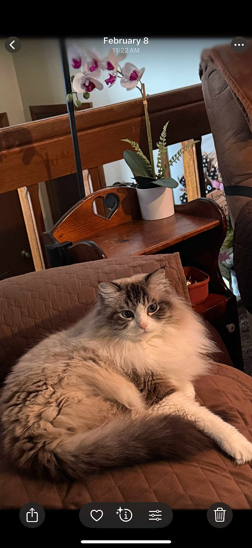 Micki joined the competition — help win amazing prizes! cat, fluffy, lounging, quilted_blanket, wooden_shelf, potted_plant, orchid, indoor, cozy, furniture, pet, home, relaxed, animal, fur, cute, face, whiskers, tail, domestic