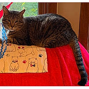 Beans is registered to the contest to win money with this photo: tabby_cat, cat, animal, pet, indoor, window, blanket, fabric, pattern, red, brown, fur, tail, relaxed, resting, feline, wood, home, comfort, domestic