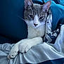 animal, bed, blanket, blue, cat, comfort, cozy, cute, domestic, ears, fur, indoor, nap, paws, pet, relaxed, resting, sleepy, whiskers, white