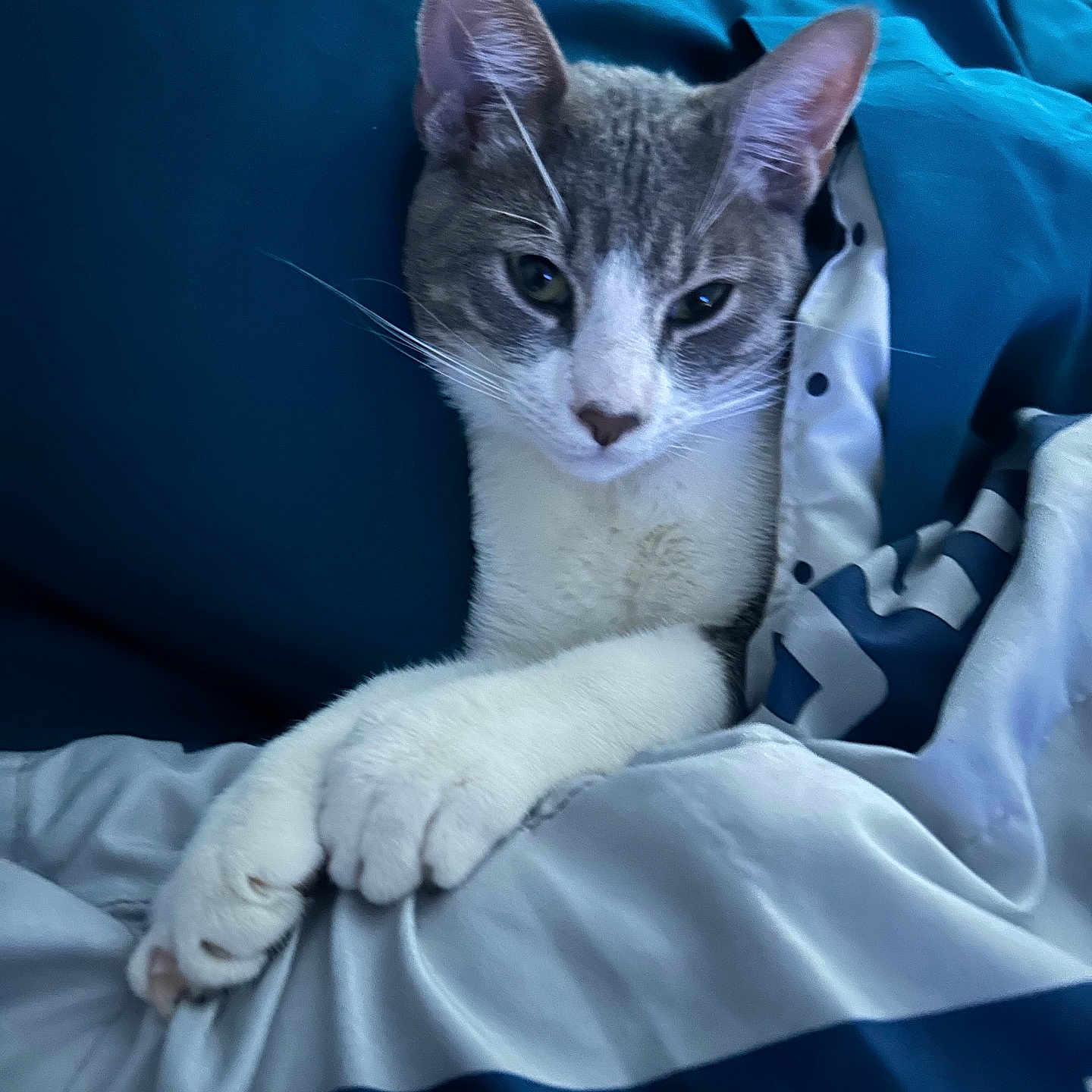 Cee -Dee is registered to the contest to win money with this photo: animal, bed, blanket, blue, cat, comfort, cozy, cute, domestic, ears, fur, indoor, nap, paws, pet, relaxed, resting, sleepy, whiskers, white