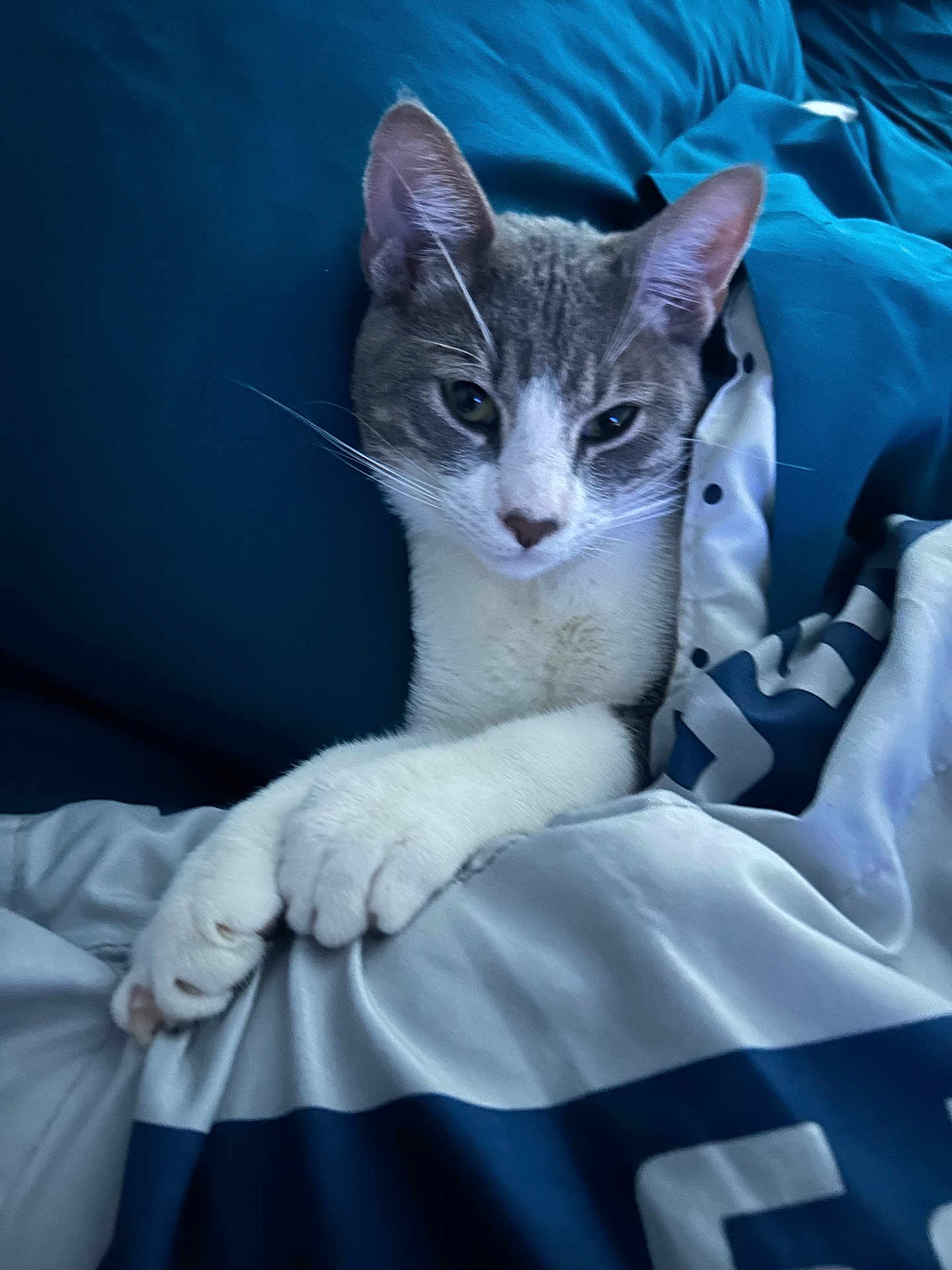 Cee -Dee is registered to the contest to win money with this photo: animal, bed, blanket, blue, cat, comfort, cozy, cute, domestic, ears, fur, indoor, nap, paws, pet, relaxed, resting, sleepy, whiskers, white