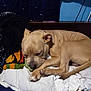 Monster joined the competition — help win amazing prizes! animal, bed, blanket, canine, comfort, cozy, curled_up, dog, domestic, fur, fur_texture, indoor, napping, paw, pet, quiet, relaxation, resting, sleeping, tan