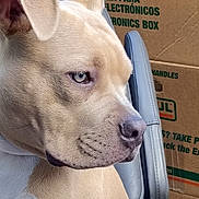 Monster is registered to the contest to win money with this photo: animal, cardboard_box, chair, close_up, container, dog, domestic_animal, ears, fur, household, indoor, looking_away, nose, pet, profile, seat, side_view, tan_dog, text_on_box, white_dog