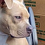 animal, cardboard_box, chair, close_up, container, dog, domestic_animal, ears, fur, household, indoor, looking_away, nose, pet, profile, seat, side_view, tan_dog, text_on_box, white_dog
