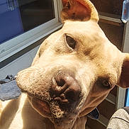 Monster is registered to the contest to win money with this photo: dog, close_up, pet, animal, ear, nose, sunlight, indoor, window, curious, face, canine, portrait, fur, domestic_animal, companion, whiskers, expression, looking, daylight