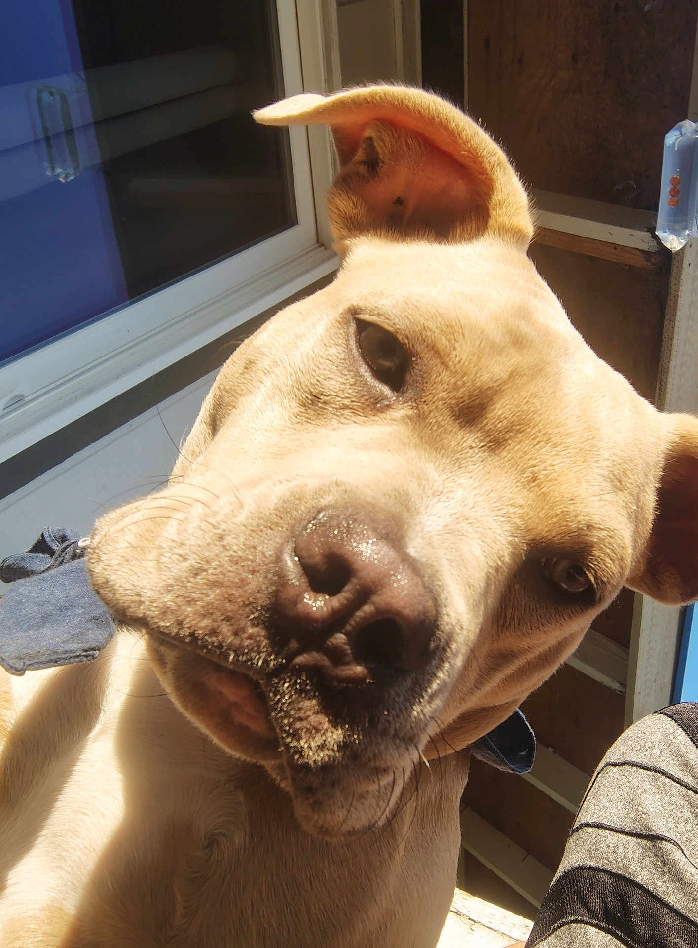 Monster is registered to the contest to win money with this photo: dog, close_up, pet, animal, ear, nose, sunlight, indoor, window, curious, face, canine, portrait, fur, domestic_animal, companion, whiskers, expression, looking, daylight