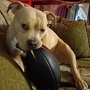 Monster is registered to the contest to win money with this photo: animal, brown, canine, companionship, couch, cushion, dog, domestic_animal, ears, football, friendly, furniture, indoor, living_room, mouth, paw, pet, playful, relaxed, toy