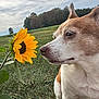 dog, sunflower, grass, field, nature, outdoor, animal, flower, curious, closeup, pet, summer, green, sky, plant, canine, leaf, daylight, muzzle, ears