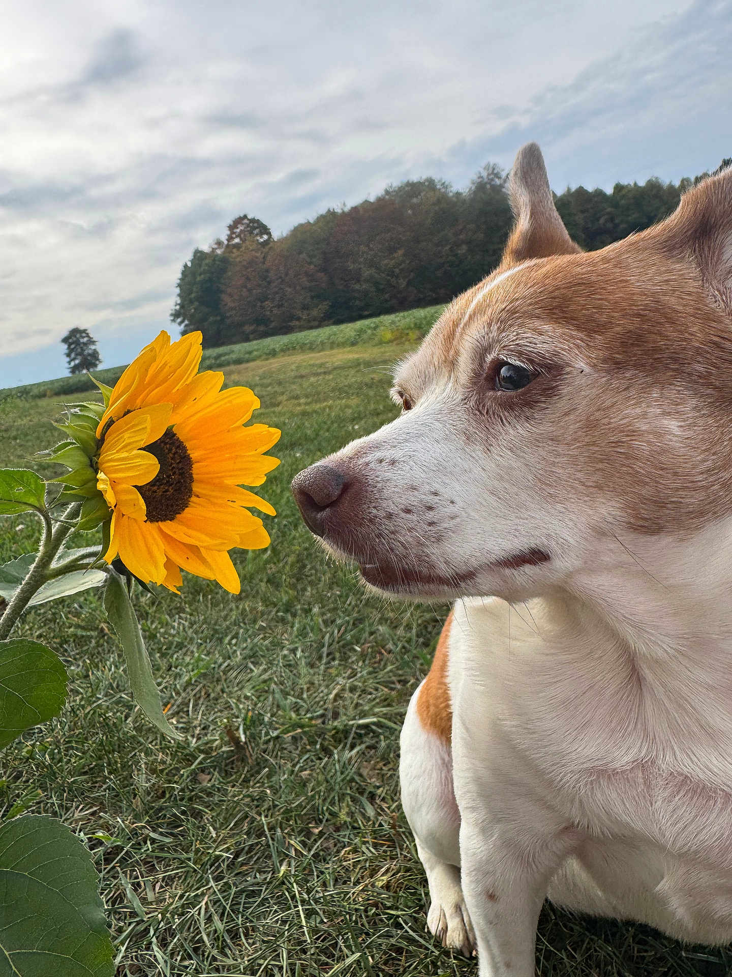 Jackie is registered to the contest to win money with this photo: dog, sunflower, grass, field, nature, outdoor, animal, flower, curious, closeup, pet, summer, green, sky, plant, canine, leaf, daylight, muzzle, ears