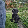 animal, autumn, backyard, black_puppy, centered_composition, cute, dog, floppy_ears, foliage, garden, grass, lawn, outdoors, pet, plants, portrait, puppy, sitting, stepping_stones, wildflowers