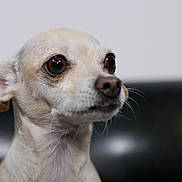 Papi is registered to the contest to win money with this photo: dog, pet, close_up, portrait, animal, canine, fur, whiskers, eyes, expression, indoor, mammal, head, snout, ears, looking, background_blur, domestic_animal, cute, small_dog