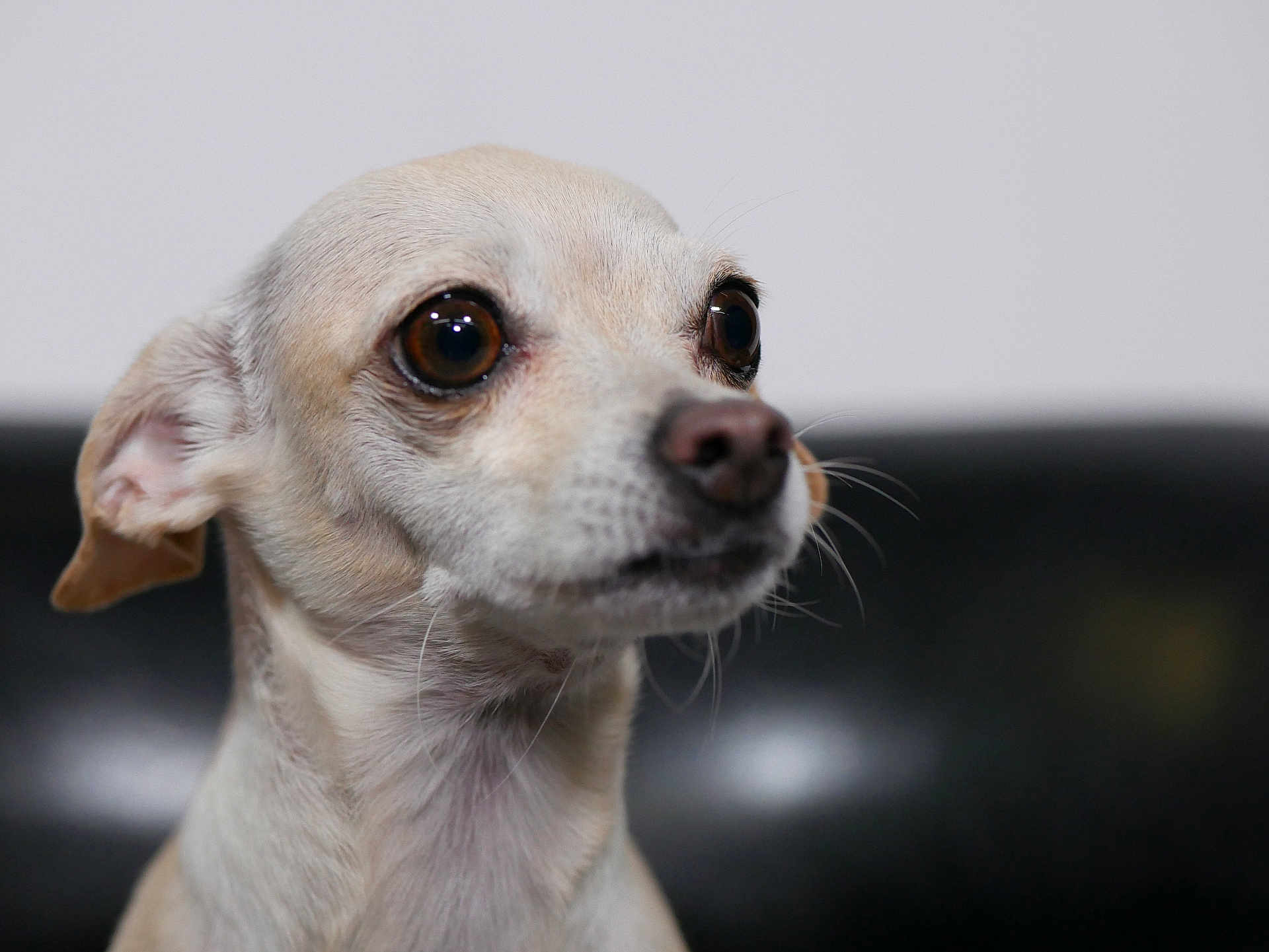 Papi is registered to the contest to win money with this photo: dog, pet, close_up, portrait, animal, canine, fur, whiskers, eyes, expression, indoor, mammal, head, snout, ears, looking, background_blur, domestic_animal, cute, small_dog