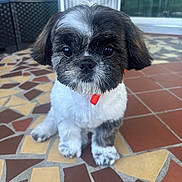 Toby joined the competition — help win amazing prizes! puppy, dog, pet, cute, fluffy, black_and_white, collar, red_collar, sitting, floor, tiled_floor, outdoor, patio, fan, furniture, eyes, face, small_dog, fur, adorable