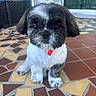 puppy, dog, pet, cute, fluffy, black_and_white, collar, red_collar, sitting, floor, tiled_floor, outdoor, patio, fan, furniture, eyes, face, small_dog, fur, adorable