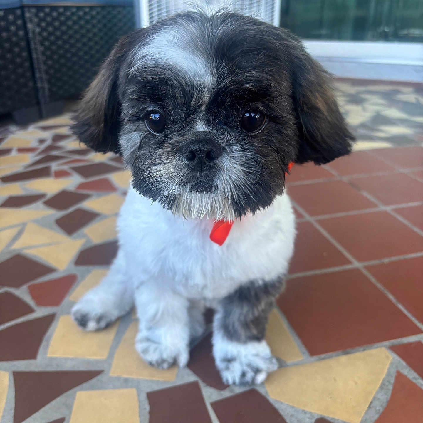 Toby joined the competition — help win amazing prizes! puppy, dog, pet, cute, fluffy, black_and_white, collar, red_collar, sitting, floor, tiled_floor, outdoor, patio, fan, furniture, eyes, face, small_dog, fur, adorable