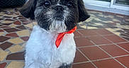 Toby joined the competition — help win amazing prizes! puppy, dog, bow_tie, orange, black_and_white, fur, pet, cute, sitting, indoor, floor, tiles, fan, patio, furniture, window, reflection, eyes, face, adorable