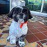 puppy, dog, bow_tie, orange, black_and_white, fur, pet, cute, sitting, indoor, floor, tiles, fan, patio, furniture, window, reflection, eyes, face, adorable