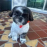 Toby joined the competition — help win amazing prizes! puppy, dog, bow, red_bow, black_and_white, fur, pet, cute, floor, tiles, indoor, fan, furniture, small_dog, sitting, looking_at_camera, adorable, house, portrait, animal