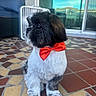 Toby joined the competition — help win amazing prizes! dog, bow_tie, pet, fur, small_dog, indoor, floor_tiles, fan, cushion, chair, window, reflection, black_and_white, shiny_eyes, cute, portrait, sitting, decor, red_bow, furry