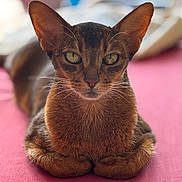 Lara Croft a rejoint le concours — aidez-le/la à gagner de superbes lots ! cat, animal, pet, brown_cat, close_up, ears, whiskers, green_eyes, fur, sitting, portrait, pink_surface, indoor, feline, cute, focused, relaxed, domestic_cat, looking_at_camera, soft_background