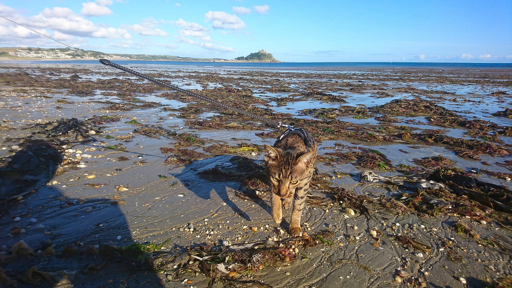 Ludo joined the competition — help win amazing prizes! bay, beach, coast, coastal_and_oceanic_landforms, driftwood, mudflat, natural_environment, ocean, pollution, raised_beach, rock, sea, seaweed, shore, tide, tide_pool, tree, waste, water, wood