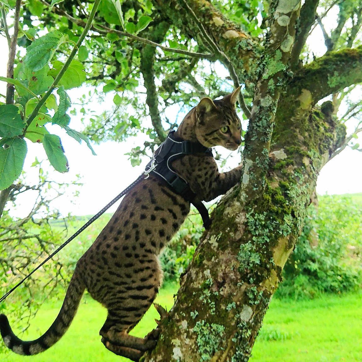 Ludo joined the competition — help win amazing prizes! african_leopard, big_cats, branch, carnivore, cat, felidae, grass, jaguar, leopard, nature_reserve, organism, plant, savannah, small_to_medium_sized_cats, terrestrial_animal, tree, trunk, wild_cat, wildlife, woody_plant