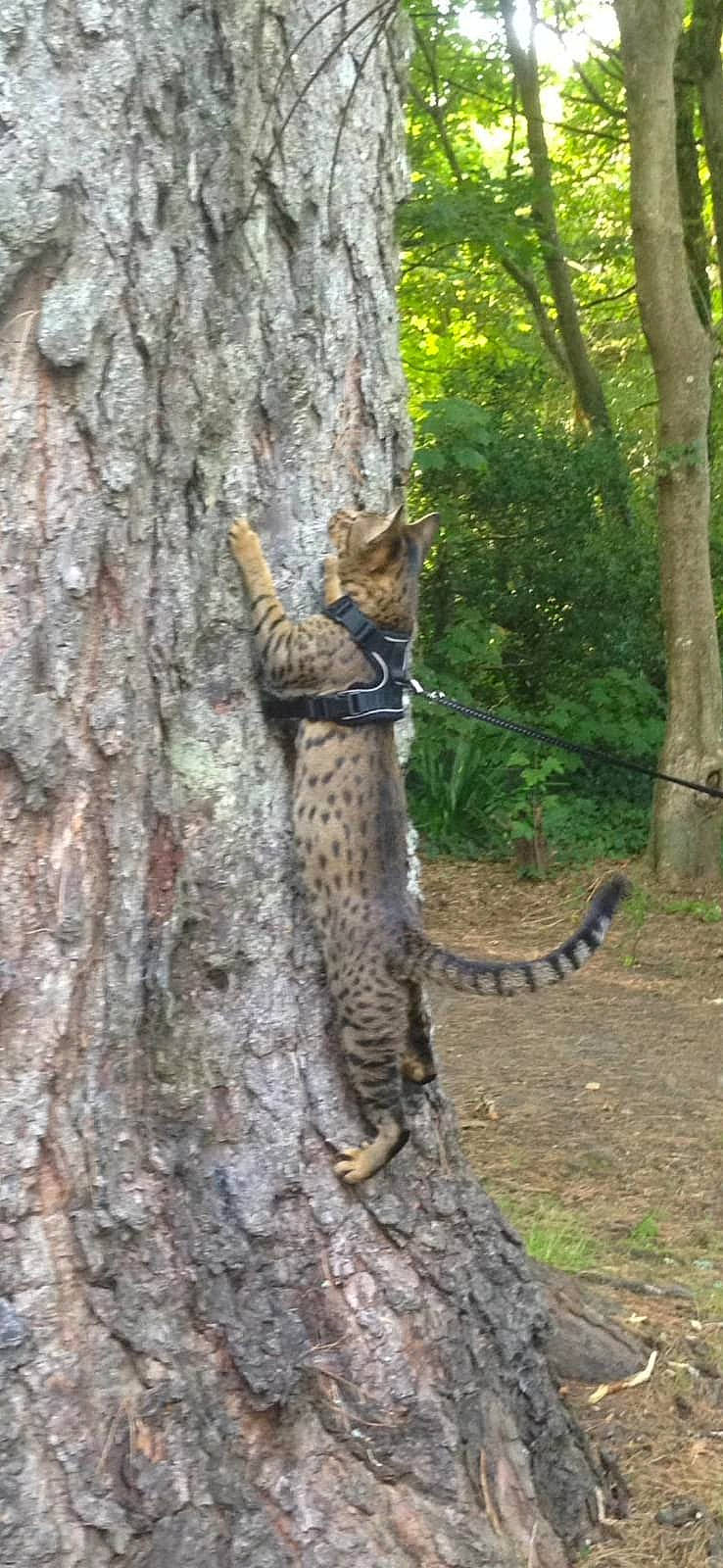 Ludo joined the competition — help win amazing prizes! adaptation, felidae, organism, plant, reptile, tail, terrestrial_animal, tree, trunk, wildlife