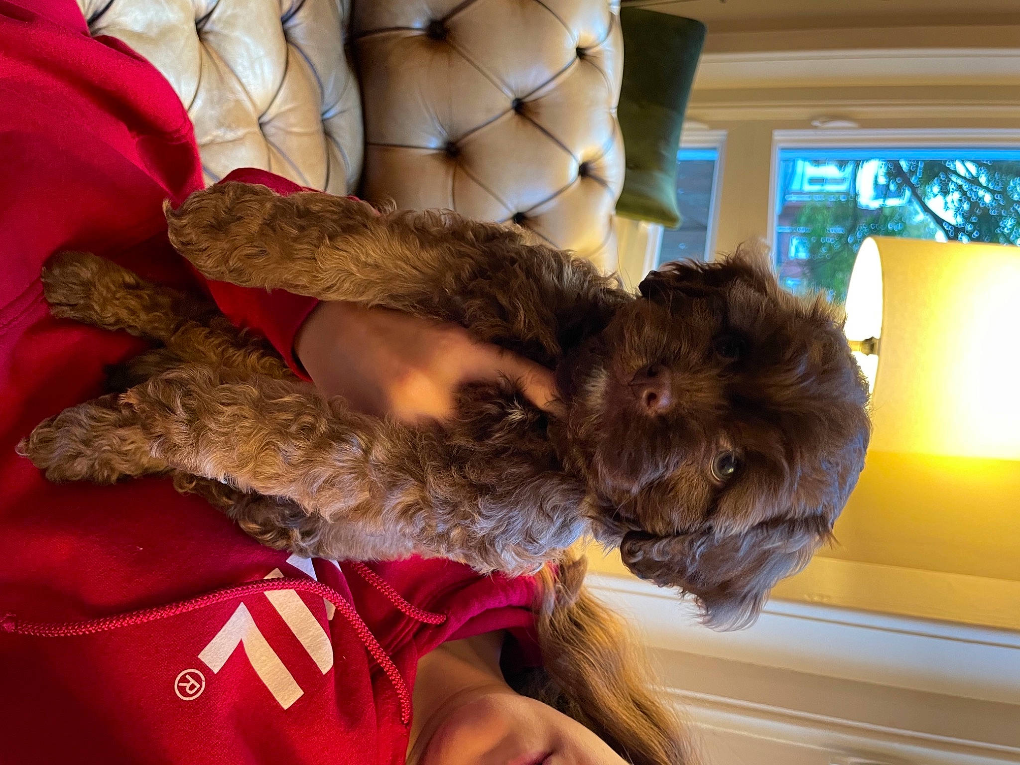 Boomie is registered to the contest to win money with this photo: canidae, carnivore, comfort, companion_dog, dog, dog_breed, ear, fawn, felidae, fur, gesture, human_leg, liver, pillow, shipping_box, small_to_medium_sized_cats, sporting_group, terrier, throw_pillow, wood