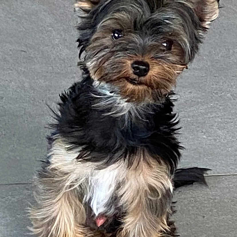 Charly a rejoint le concours — aidez-le/la à gagner de superbes lots ! affenpinscher, animal, canine, dog, pet, poodle, puppy, terrier, whitedog