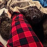 cat, dog, blanket, plaid_pants, pet, furry, curious, cozy, indoor, resting, tabby_cat, black_dog, soft, comfort, companion, closeup, animal, relaxed, person, paw