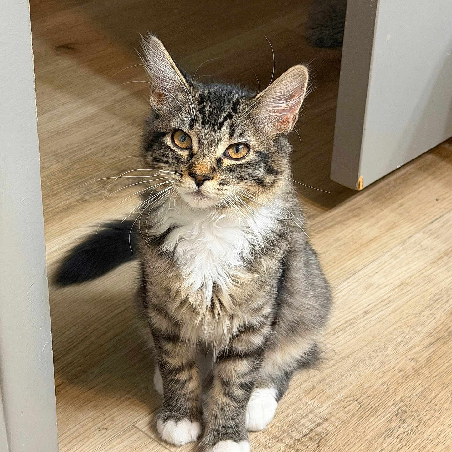Mocha