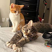 Mocha is registered to the contest to win money with this photo: bed, bedroom, cat, cozy, curious, cute, domestic_animal, drawer, feline, fur, gray_tabby, indoor, kitten, orange_tabby, pet, relaxed, resting, sleepy, stretching, whiskers