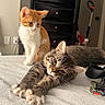 bed, bedroom, cat, cozy, curious, cute, domestic_animal, drawer, feline, fur, gray_tabby, indoor, kitten, orange_tabby, pet, relaxed, resting, sleepy, stretching, whiskers