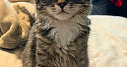 Mocha is registered to the contest to win money with this photo: kitten, tabby, cat, fur, whiskers, bed, blanket, indoor, pet, animal, curious, sitting, cute, young, feline, portrait, soft, fluffy, eyes, cozy